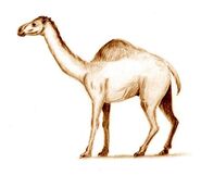 Camelops hesternus as Brachiosaurus