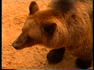 Canberra Dyrepark brun bjørn