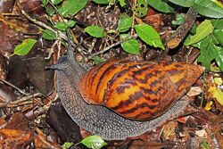 Giant tiger land snail (Achatina achatina).jpg
