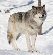 Grey Wolf in Canada