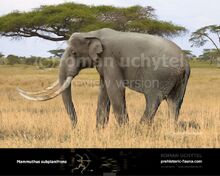 Mammuthus-subplanifrons-738x591.jpg