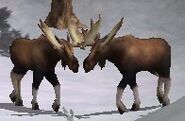 Moose/Alaskan Moose