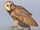 Barn Owl/Gallery