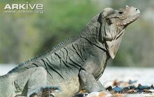 Rhinoceros-iguana-side-profile.jpg