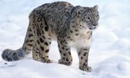 Snow Leopard as Elo Echo