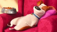 The secret life of pets max sleeping