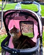 Grisette in a cat stroller