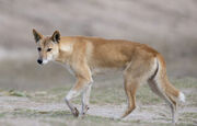 Australian dingo