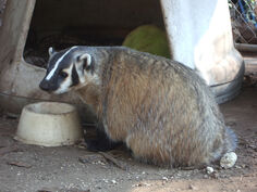 Badger, American.jpg