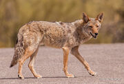 Coyote, Mearns'.jpg