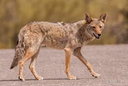 Coyote, Mearns'.jpg (111 KB) Coyote
