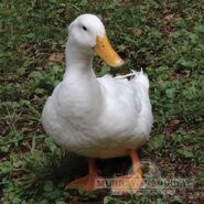 Domestic Duck