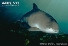 Harbour-porpoise-underwater.jpg