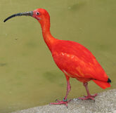 Ibis, Scarlet.jpg