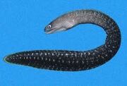 Latticetail moray