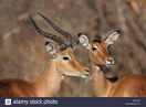 Male and female impalas