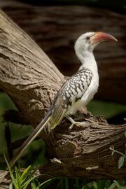 Red-Billed Hornbill.jpg