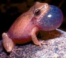 Spring peeper 102912 7.jpg