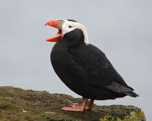 Tufted-Puffin-with-open-mouth 0348-cr.jpg