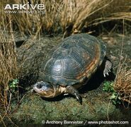 Turtle, East African Black Mud