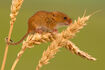 Eurasian Harvest Mouse