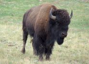 Bison cow