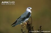 Black-winged-kite-showing-diagnostic-black-wing-markings.jpg