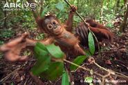 Baby Bornean Orangutan as Roshan