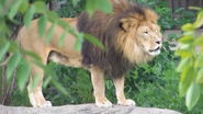 African Lion (Panthera leo)