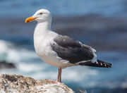 Gull, western.jpg