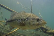 Large mouth bass1.jpg