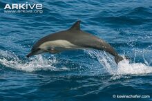 Long-beaked-common-dolphin-jumping.jpg