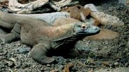 Louisville Zoo Komodo Dragon