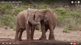 Nat Geo Wild Elephants.png (2.53 MB)
