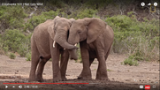 Nat Geo Wild Elephants