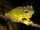 Orange-Eyed Tree Frog