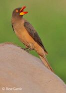 Yellow-Billed Oxpecker as Jerry