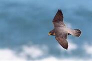 European Peregrine Falcon as Saharastega
