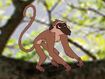 Rileys Adventures Vervet Monkey