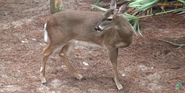 Tampa Lowry Park Zoo Deer