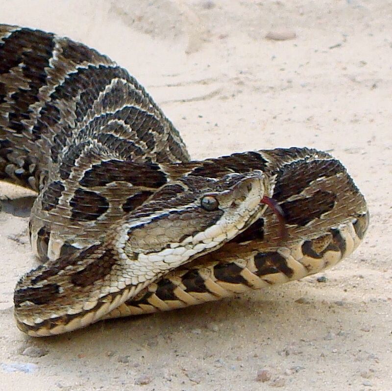 Featured image of post View 15 Urutu Pit Viper
