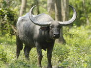 Wild Water Buffalo (V2)