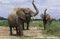 African-elephants-smelling-the-air.jpg (80 KB)