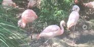 Akron Zoo Flamingos