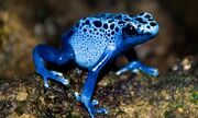 Blue-Poison-Dart-Frog.jpg
