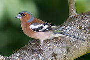 Chaffinch, common.jpg