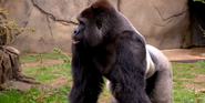 Western Gorilla