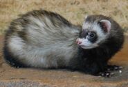 ferret,