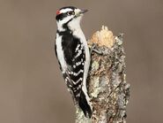 Downy Woodpecker