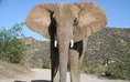 HollywoodEdgeElephant.jpg (116 KB)